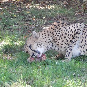 Edge of Africa - South African cheetah 110925