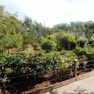 Edge of Africa - Eastern grey crowned crane/Kirk's dik-dik enclosure 110925