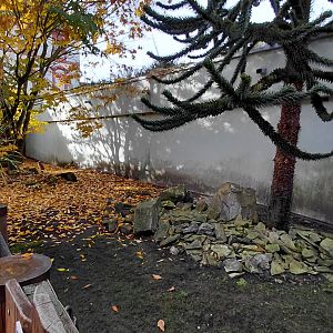 Chacoan mara exhibit
