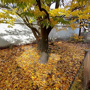Chacoan mara exhibit