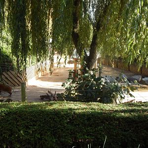 Edge of Africa - Red river hog enclosure 110925