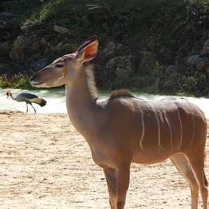Greater kudu 110925