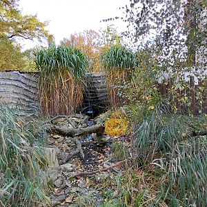 South American coati outdoor exhibit