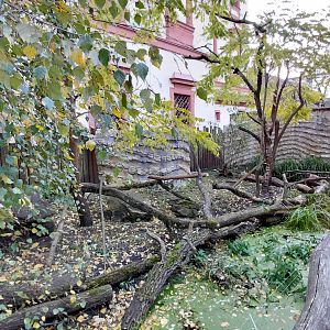South American coati outdoor exhibit