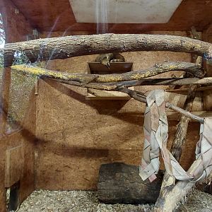 South American coati indoor exhibit