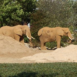African elephants 110925