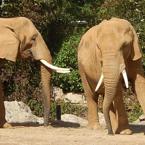 African elephants 110925