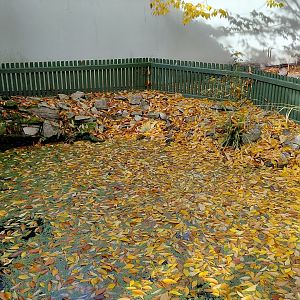 Red-eared slider exhibit