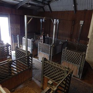 Kingdom of the Wild - indoor accommodation for African savannah 110925