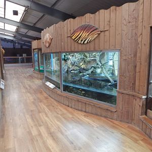 Kingdom of the Wild - West African mud turtle exhibit 110925