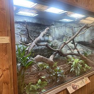 Kingdom of the Wild - Blue-tongues skink exhibit 110925