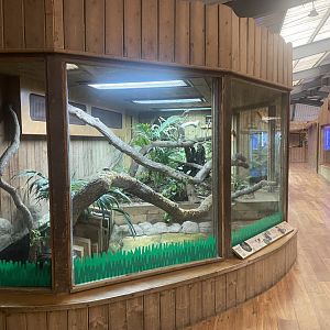 Kingdom of the Wild - Malagasy tree boa exhibit 110925