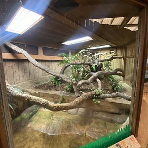 Kingdom of the Wild - Malagasy tree boa exhibit 110925
