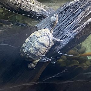 Kingdom of the Wild - West African mud turtle 110925