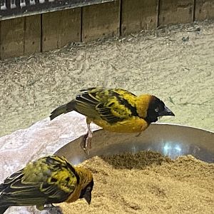 Kingdom of the Wild - Ugandan village weavers 110925