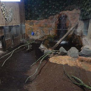 Kingdom of the Wild - Western pygmy hippopotamus enclosure 110925