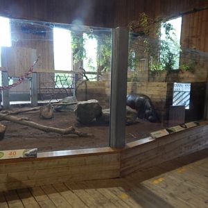 Kingdom of the Wild - Western pygmy hippopotamus enclosure 110925
