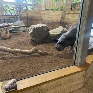 Kingdom of the Wild - Western pygmy hippopotamus enclosure 110925