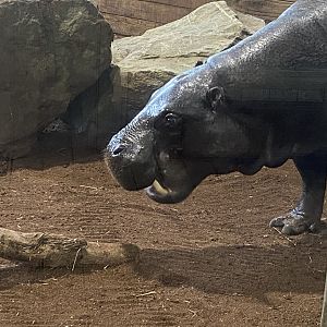 Kingdom of the Wild - Western pygmy hippopotamus 110925