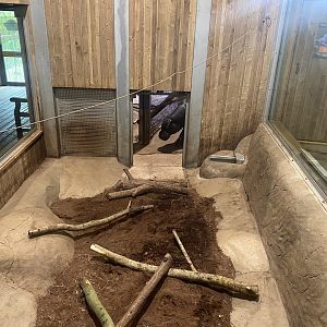 Kingdom of the Wild - Western pygmy hippopotamus enclosure 110925