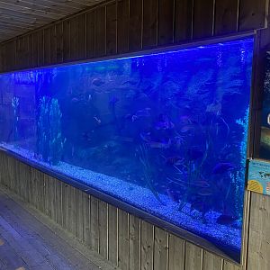 Kingdom of the Wild - Cichlid exhibit 110925
