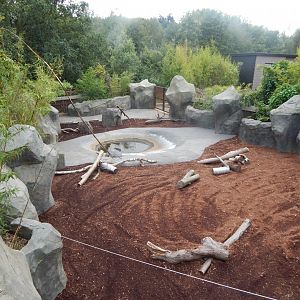 Kingdom of the Wild - Western pygmy hippopotamus enclosure 110925