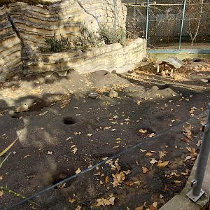 Black-tailed prairie dog exhibit