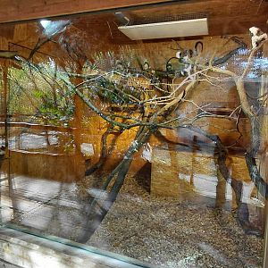 Cotton-top tamarin indoor exhibit