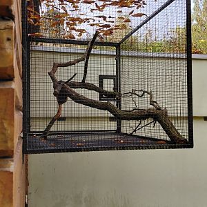 Cotton-top tamarin outdoor cage