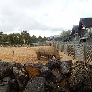 Kingdom of the Wild 110925