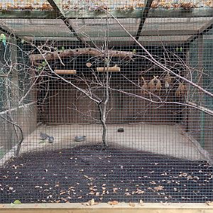Budgie + cockatiel + crested pigeon aviary