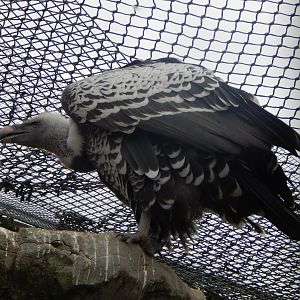Edge of Africa - Common Rueppell's griffon vulture 110925