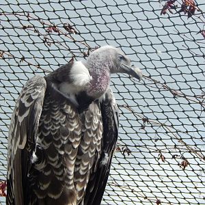 Edge of Africa - Common Rueppell's griffon vulture 110925
