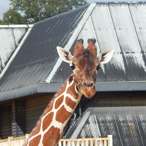 Kingdom of the Wild - Reticulated giraffe 110925