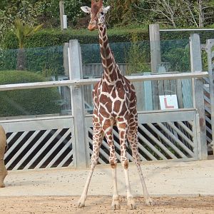 Kingdom of the Wild - Reticulated giraffe 110925