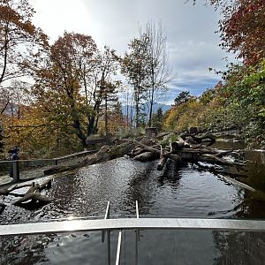 European Beaver Exhibit