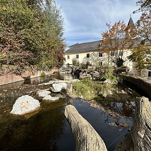 European Beaver Exhibit
