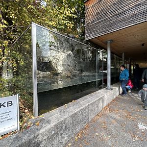 Eurasian Otter Exhibit #1