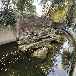 Eurasian Otter Exhibit #2