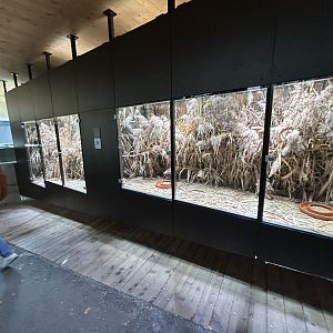 Harvest Mouse Exhibit