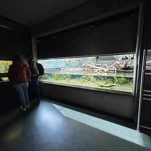 European Pond Turtle Exhibit