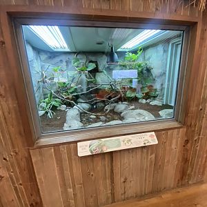 Kingdom of the Wild - Emerald skink exhibit 110925