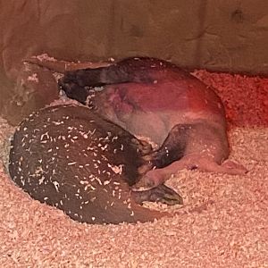 Kingdom of the Wild - Aardvarks 110925