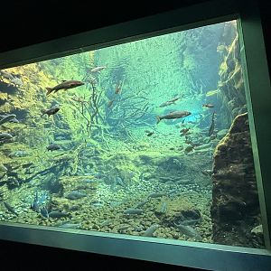 Coldwater Aquarium