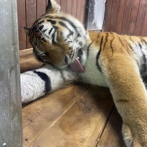 Siberian tiger 110925