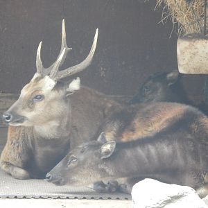 Visayan spotted deer 110925