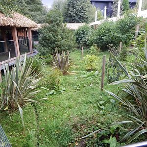 Bush dog enclosure 110925