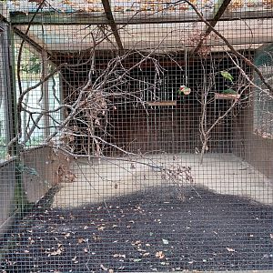 King parrot + bronzewing aviary