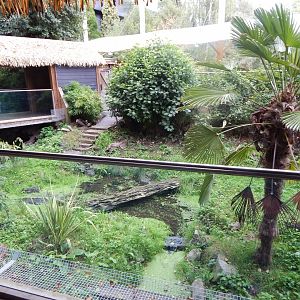 Bush dog enclosure 110925