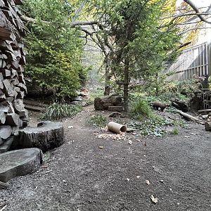 Pine Marten Exhibit #1